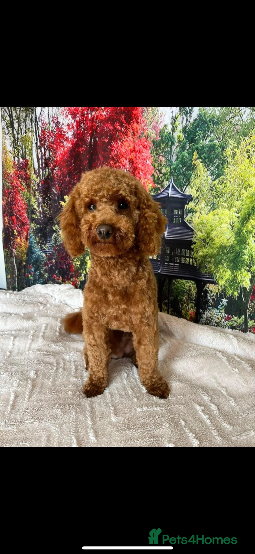 Toy Poodle dogs for stud: KC registered Red fox Toy poodle for stud  in Stoke-on-Trent - Advert 2