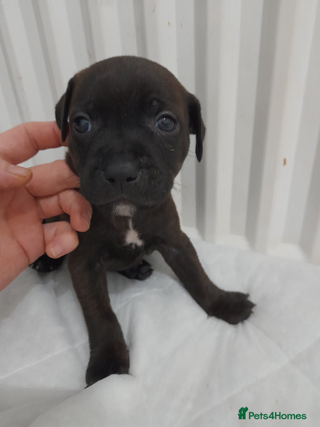 Staffordshire Bull Terrier dogs for sale: Blue Staffordshire Bull Terrier - Image 8