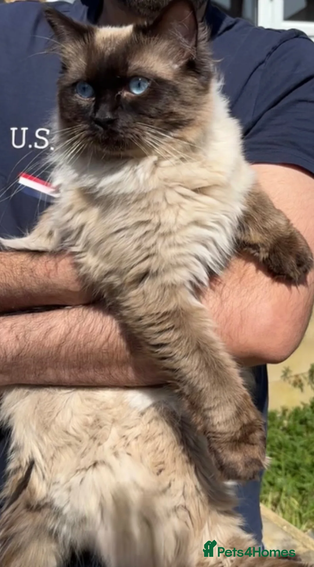 Ragdoll cats for sale: 100% PURE RAGDOLL! GCCF CERTIFIED - Advert 1