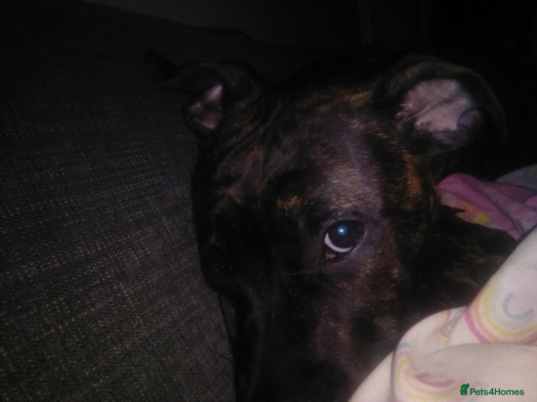 Mixed Breed dogs for sale: Staffy X old tyme bulldog  - Image 4