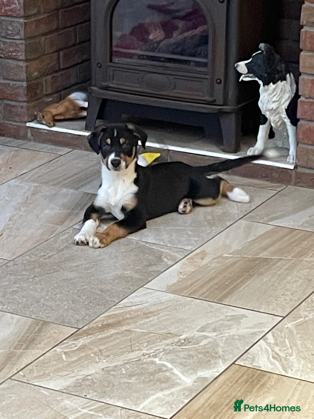 Australian Shepherd dogs for sale: Boys and girls available  - Advert 2