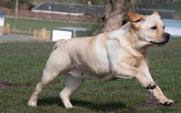 Labrador Retriever dogs for sale: Labrador Retriever  - Image 4