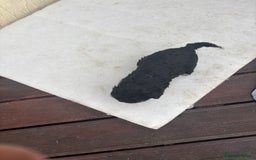 Mixed Breed dogs for sale: Lucus terrier cross toy poodle puppies - Advert 13