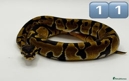 Python Snake reptiles for sale: Baby ball pythons for sale  - Image 9