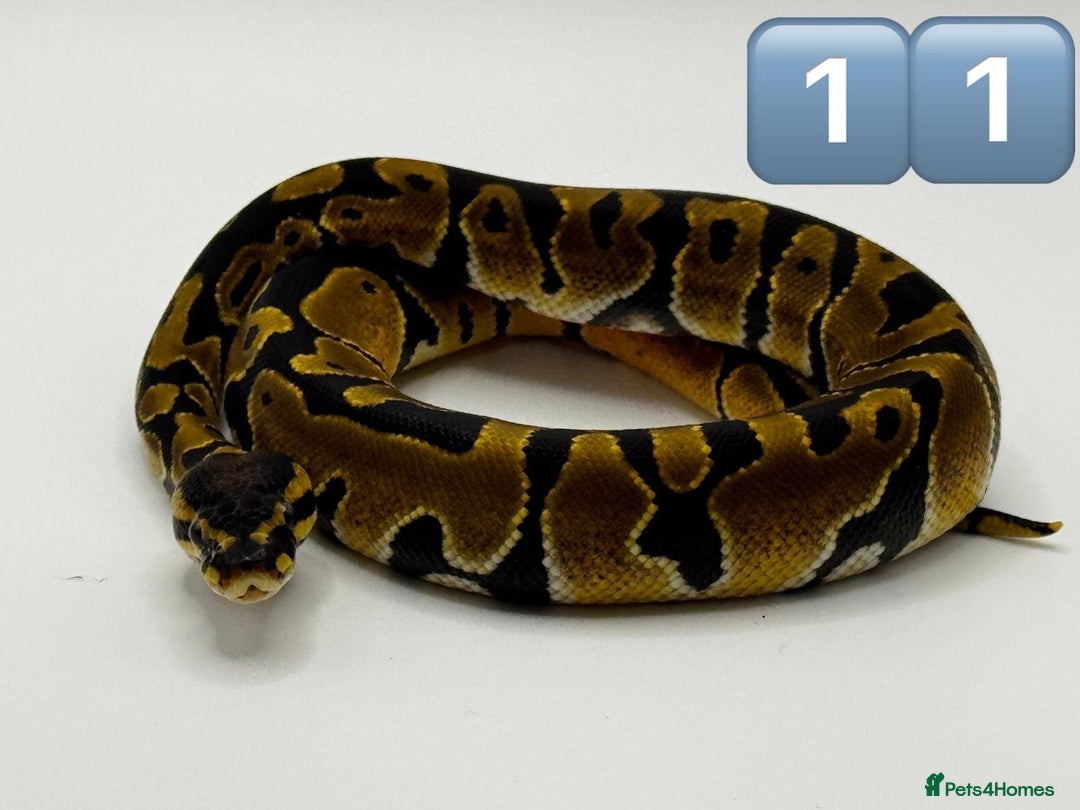 Python Snake reptiles for sale: Baby ball pythons for sale  - Image 9