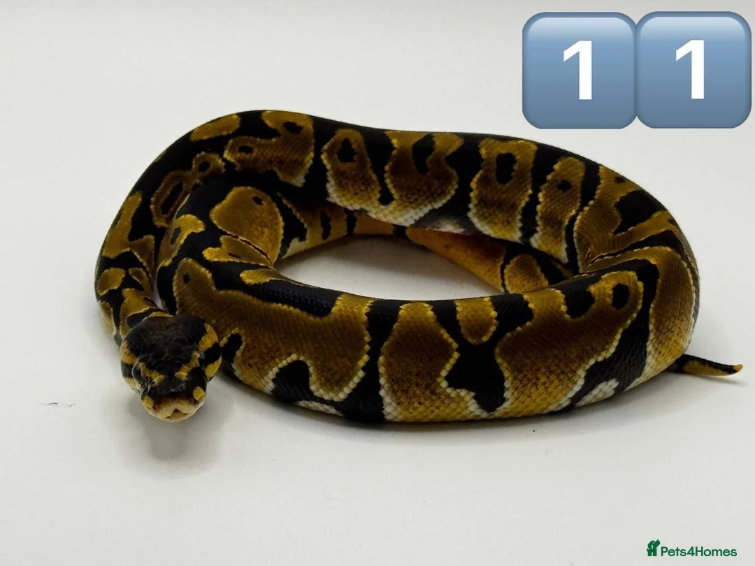 Python Snake reptiles for sale: Baby ball pythons for sale  - Advert 9