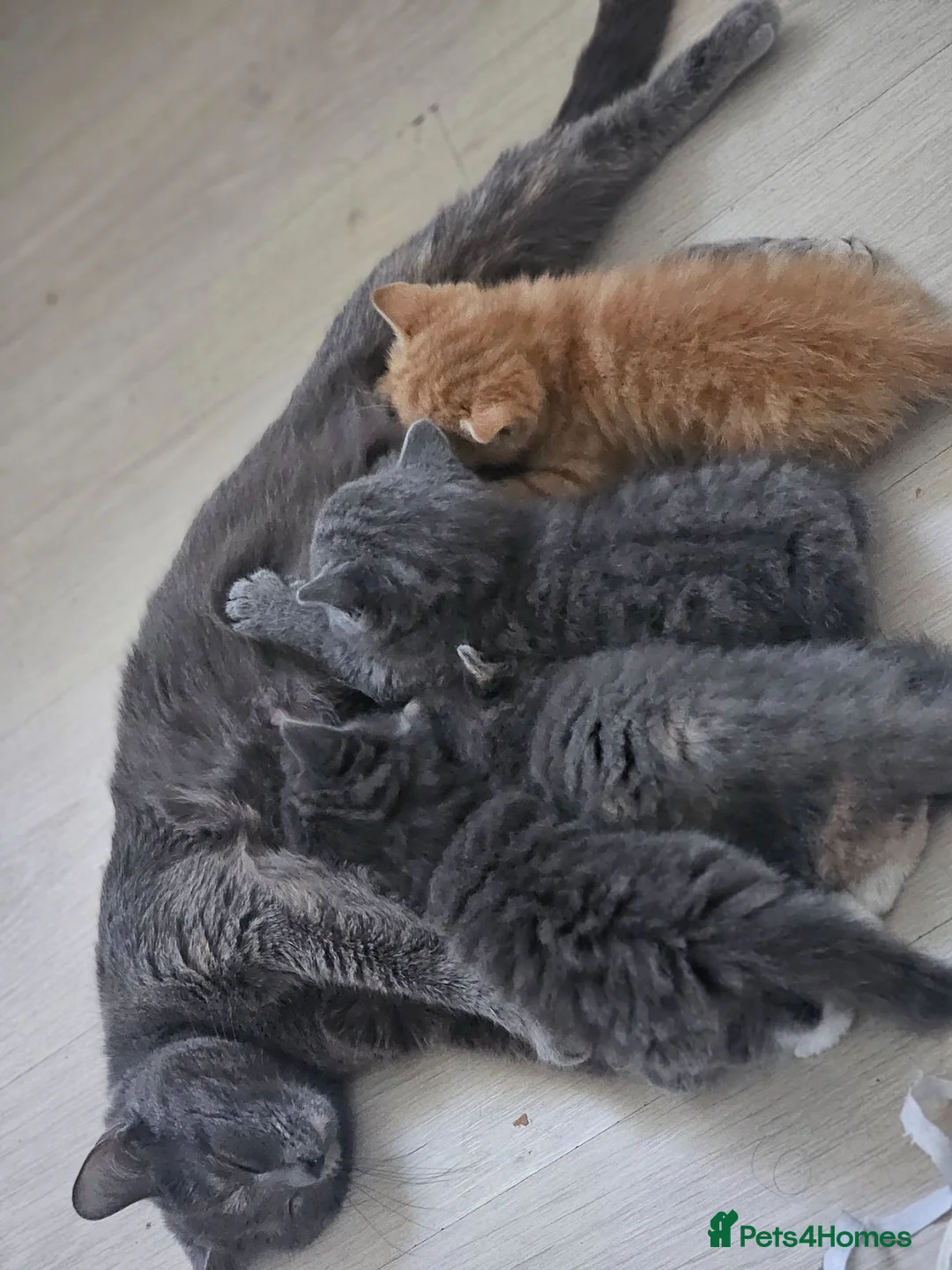 British Shorthair cats for sale: British shorthair girl  - Advert 2
