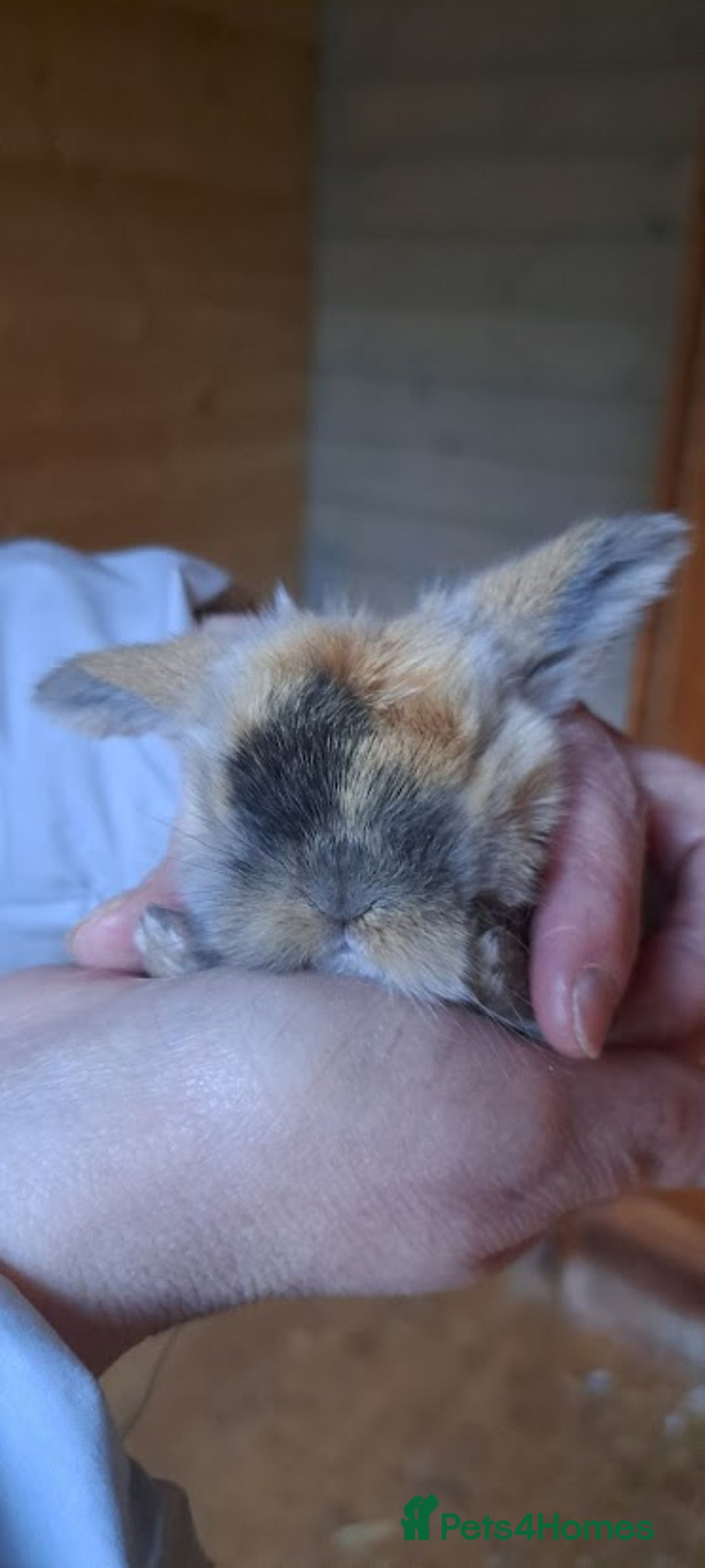Mini Lop rabbits for sale: Adorable Pure Bred Mini Lops 🥰🐰 - Advert 3