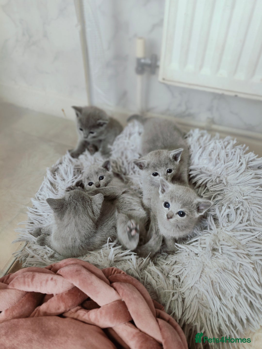 Russian Blue cats for sale: Full Pedigree Russian Blue kittens  - Advert 6