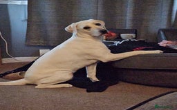 Labrador Retriever dogs for sale: Skye 18 months old looking for her forever home. - Image 2