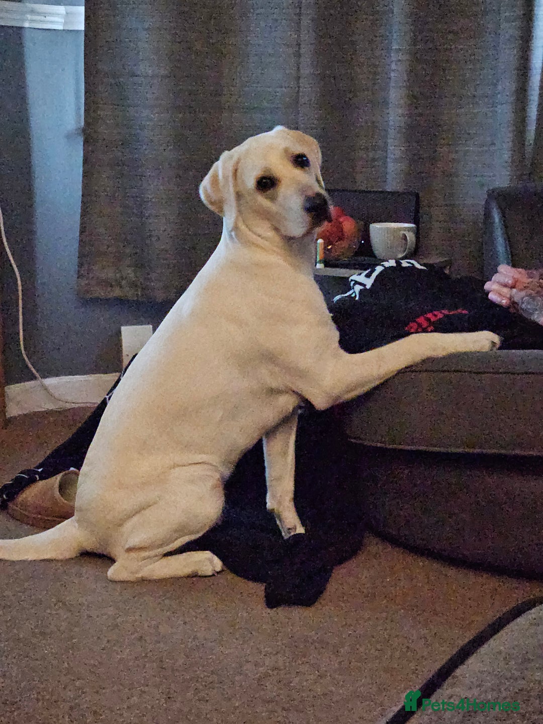 Labrador Retriever dogs for sale: Skye 18 months old looking for her forever home. - Image 2