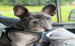 French Bulldog dogs for sale: Reggie the Blue Brindle Frenchie - Advert 6