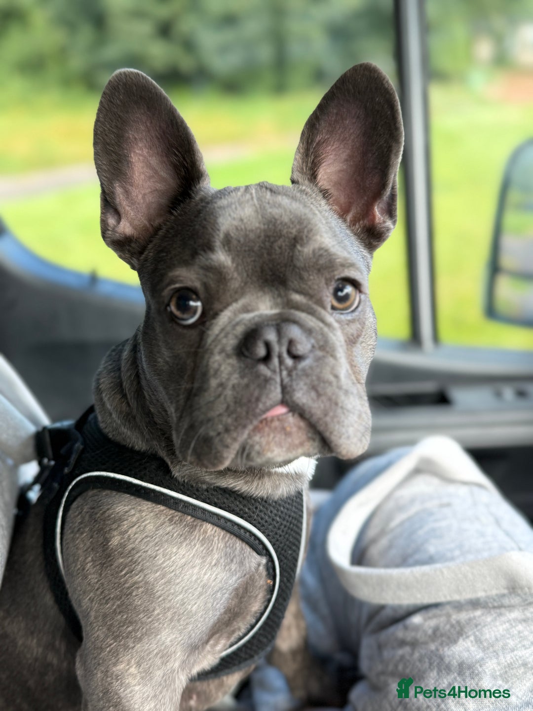 French Bulldog dogs for sale: Reggie the Blue Brindle Frenchie - Advert 6