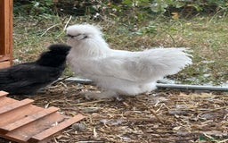 Chickens poultry for sale: Silkie cockerel for sale  - Image 2