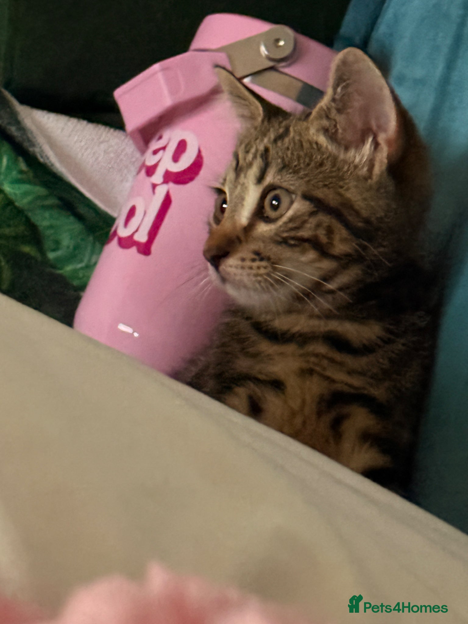 Domestic Shorthair cats for sale: Ultimate Cozy Companion -10 weeks Shorthair tabby  in Hounslow - Advert 7