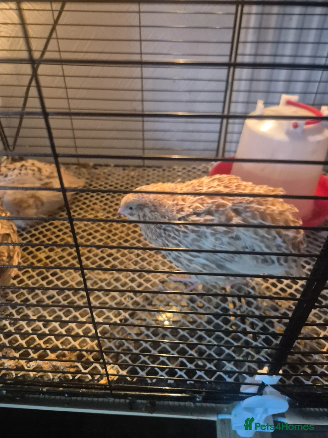 Quail poultry for sale: Mixed quail  in Newton-le-Willows - Advert 1