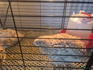 Quail poultry Mixed quail - Advert 1