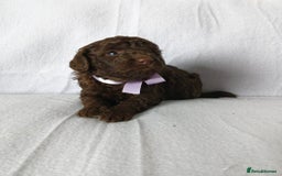 Maltipoo dogs for sale: 🩷Exceptional Maltipoo Ladies🩷 - Image 4