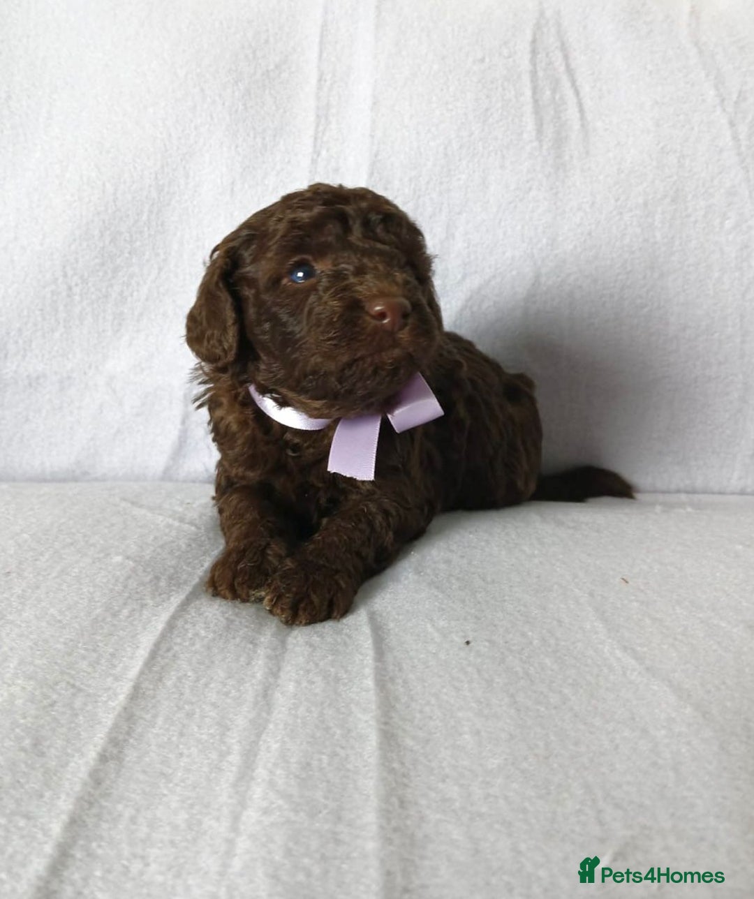 Maltipoo dogs for sale: 🩷Exceptional Maltipoo Ladies🩷 - Image 4