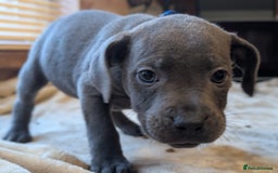 Staffordshire Bull Terrier dogs for sale: Blue/blue&white staffs - Image 22