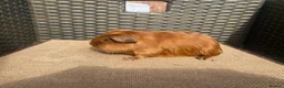 Guinea Pig rodents for sale: Baby Guinea pigs available ready now - Advert 4