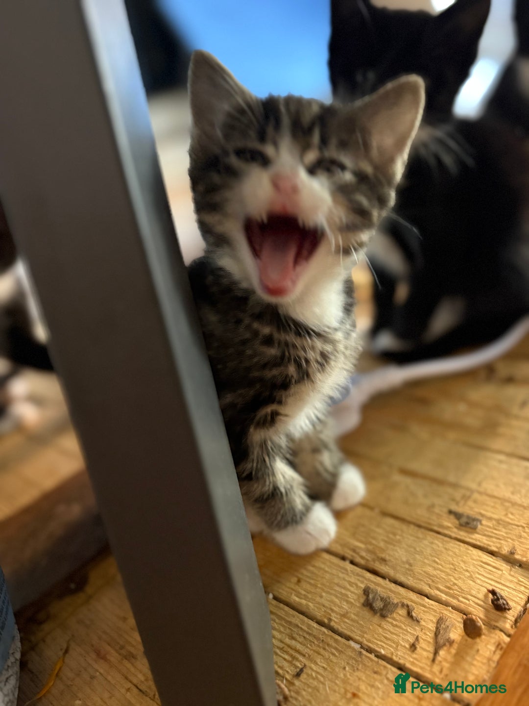Mixed Breed cats for sale: Black and White kittens left! Ready Now!!  - Image 10
