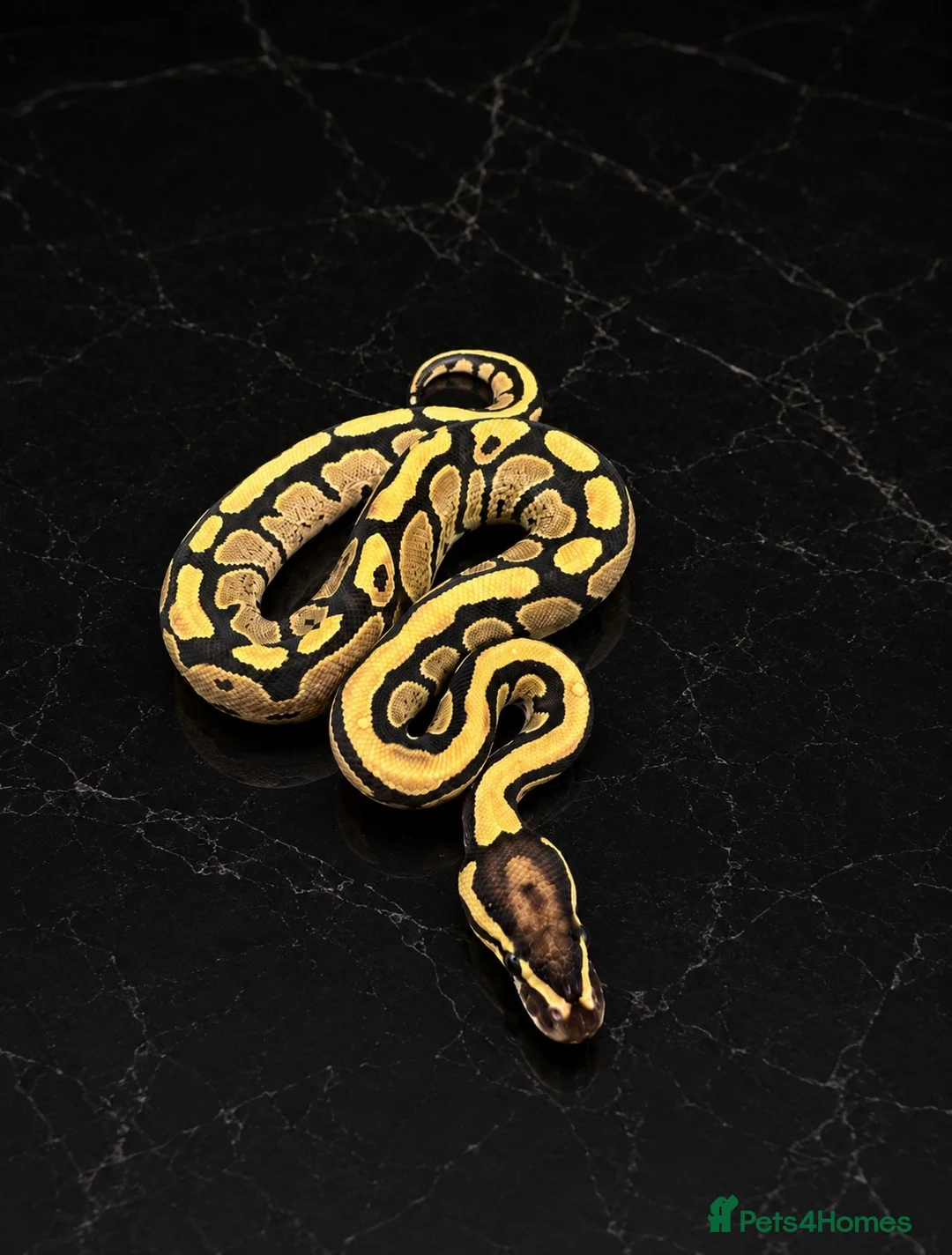 Python Snake reptiles for sale: Stunning Baby Ball Pythons!  - Advert 9