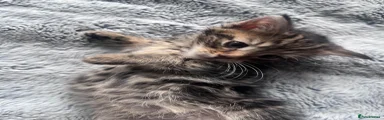 Mixed Breed Kitten 7