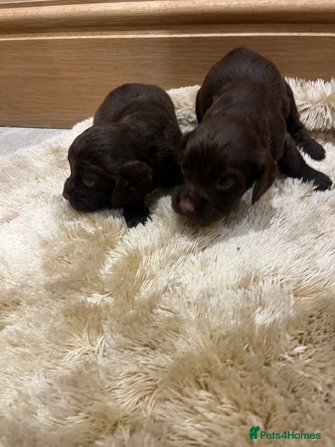 Cocker Spaniel dogs for sale: Pure bred, Cocker spaniels - Image 6