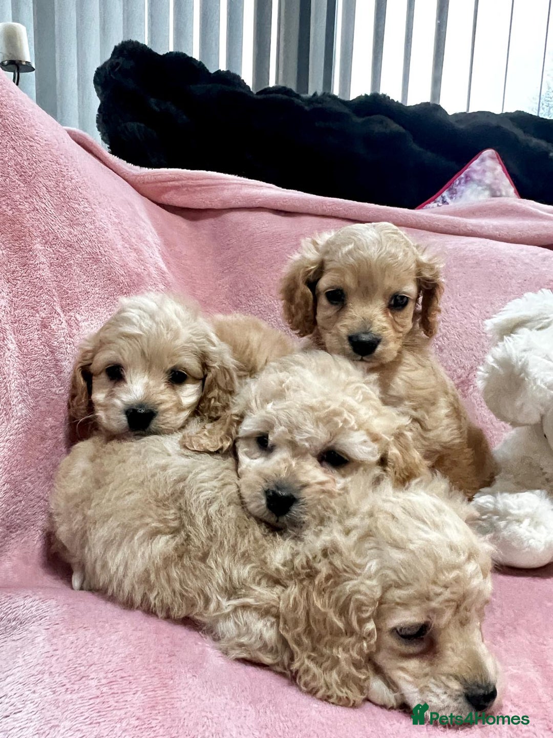 Cockapoo dogs for sale: Tiny cockerpoo pups - Advert 4