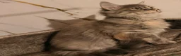 Siberian cats for sale: NEW LITTERS imported lines Siberian kittens - Advert 9