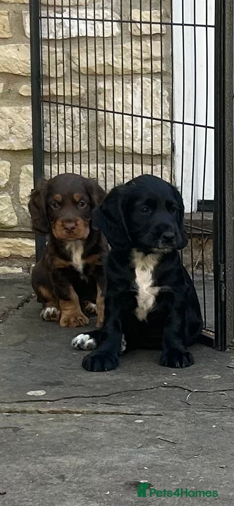 Cocker Spaniel dogs £1,000 Last Working Cocker Spaniel, Male - Advert 5