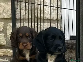 Cocker Spaniel dogs £1,000 Last Working Cocker Spaniel, Male - Advert 5