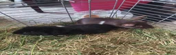 Guinea Pig rodents for sale: A very sad rehoming due to relocation  in High Wycombe - Advert 5