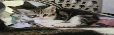 Kitten 3