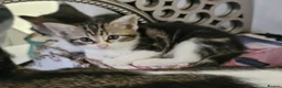 Mixed Breed cats for sale: Beautiful kitten  - Advert 8