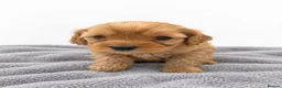Cavapoo dogs for sale: Beautiful Cavapoo Puppies – 4 Boys & 3 Girls - Advert 8