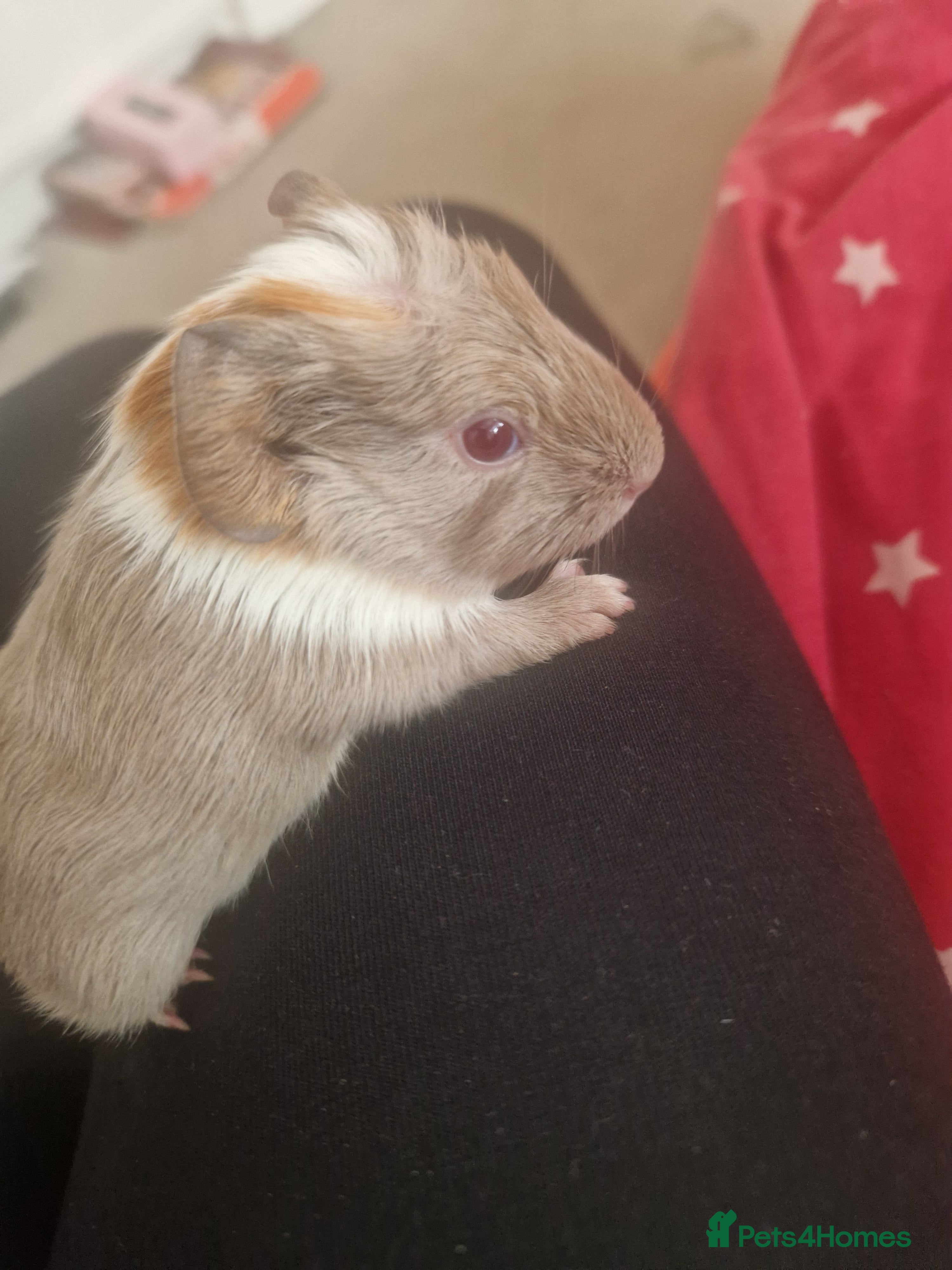 Guinea Pig rodents 2 x Baby Guinea Pigs for sale - Advert 17