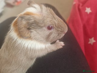Guinea Pig rodents 2 x Baby Guinea Pigs for sale - Advert 1