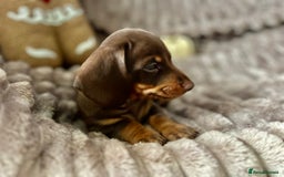 Dachshund dogs for sale: Dachshunds mini puppies   - Image 13