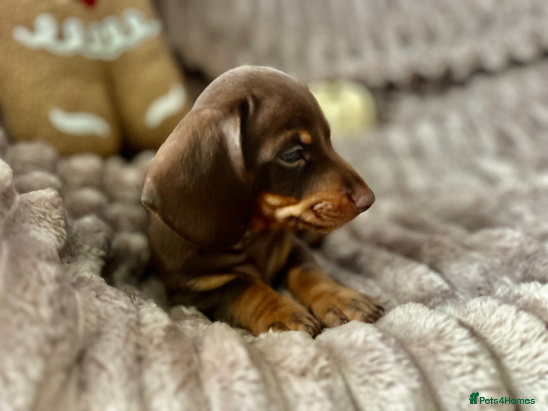 Dachshund dogs for sale: Dachshunds mini puppies   - Image 13