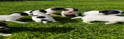English Springer Spaniel dogs for sale: Superb litter of Springer Spaniel Pups - Advert 5