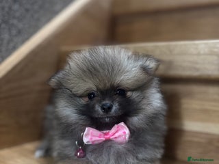 Pomeranian dogs Kc Registered boy and girl,ready to go! - Advert 12