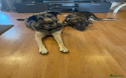 Mixed Breed dogs for sale: Rocky and Reggie - Image 3