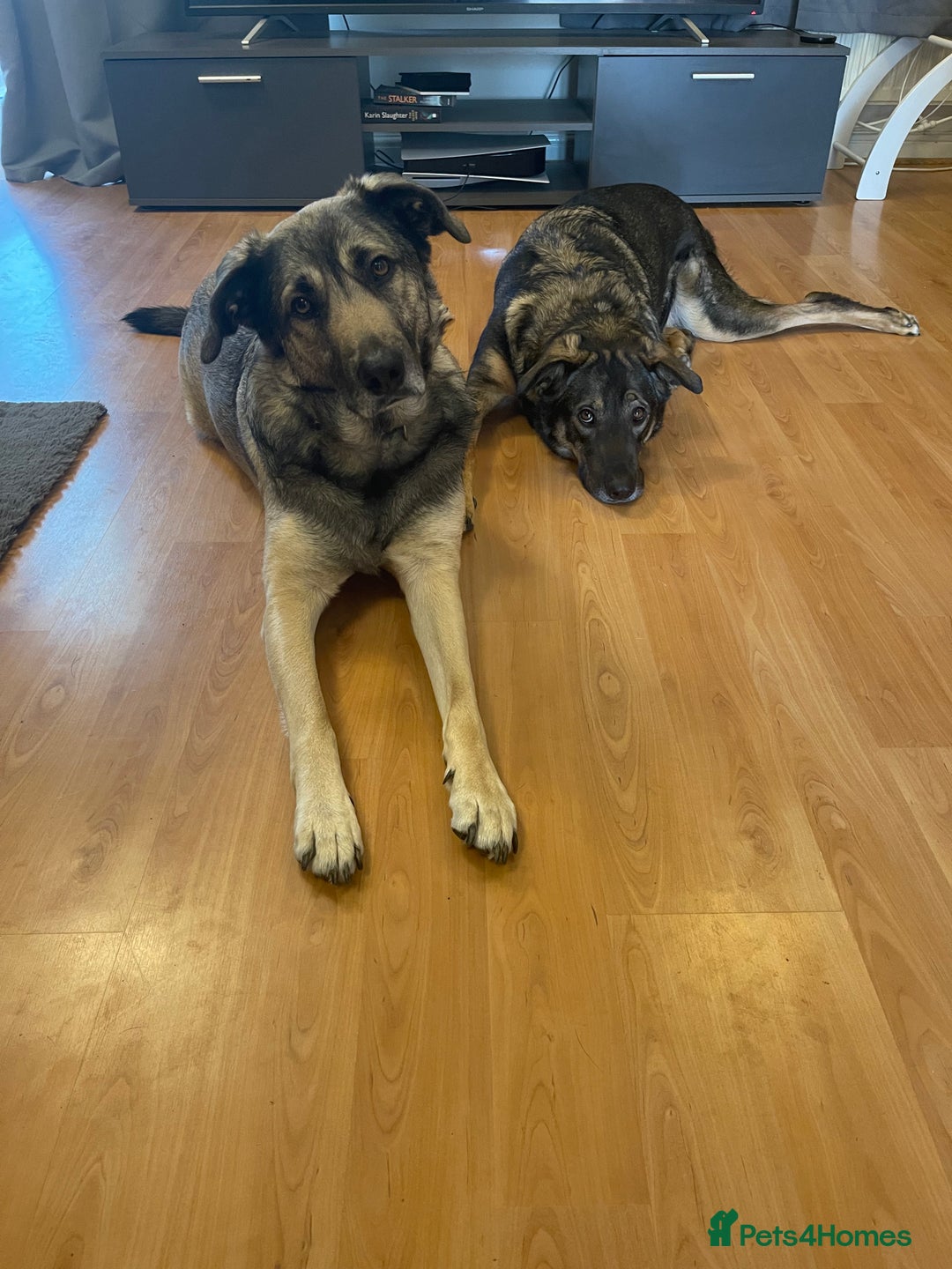 Mixed Breed dogs for sale: Rocky and Reggie - Image 3
