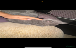 Brazilian Shorthair cats for sale: British short hair x Russian blue  kitten  - Image 3