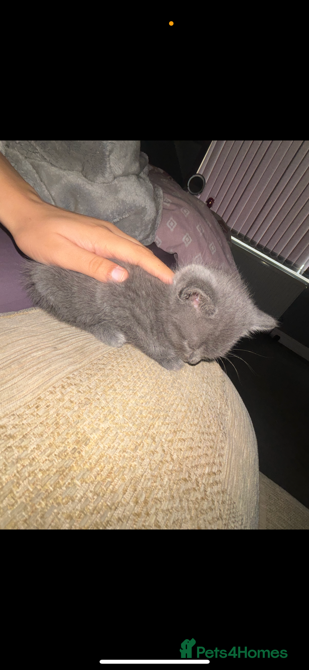 Brazilian Shorthair cats for sale: British short hair x Russian blue  kitten  - Image 3