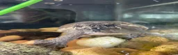 Turtle reptiles for sale: 2x Turtles with tank and setup  in Rochester - Advert 4