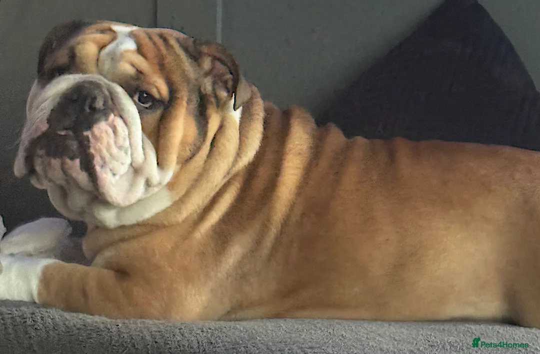 English Bulldog dogs for stud: BRONSON stunning English bulldog  in Canvey Island - Advert 4