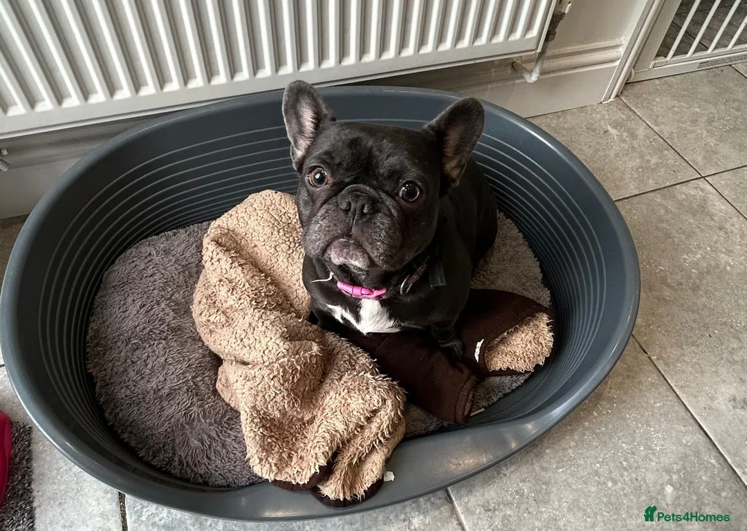 French Bulldog dogs for sale: Belle needs a new home reluctantly 2yrs 8mths old - Advert 4